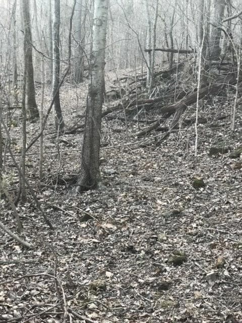 LOTS OF NATURE TRAIL