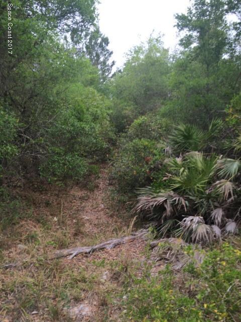 wooded lot