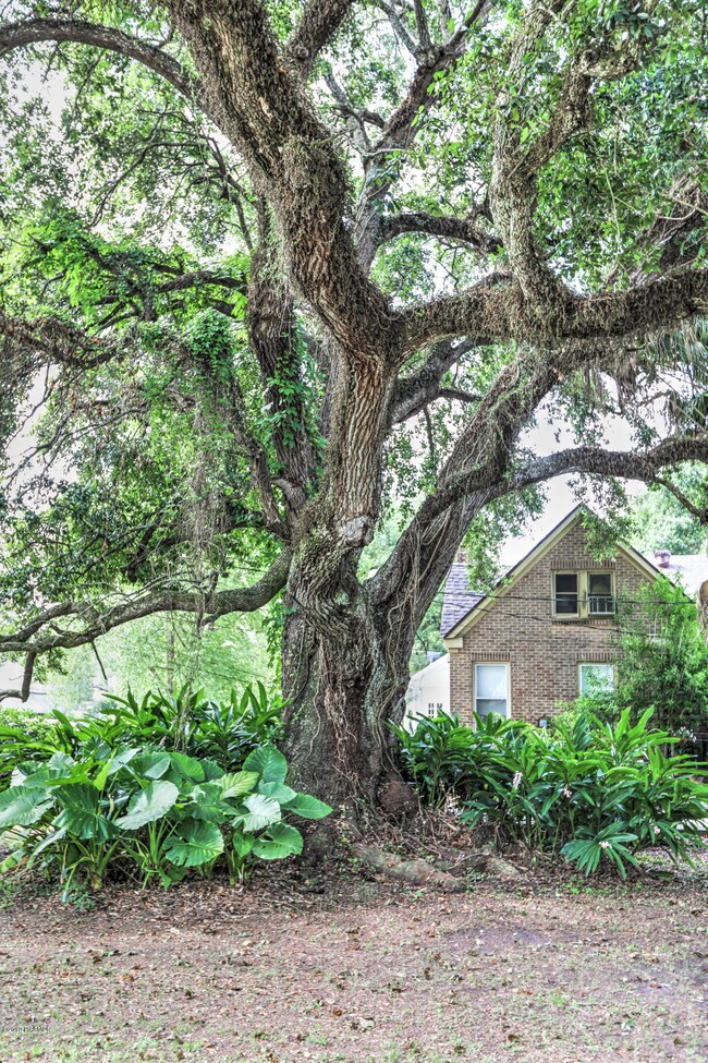 registered Live Oak