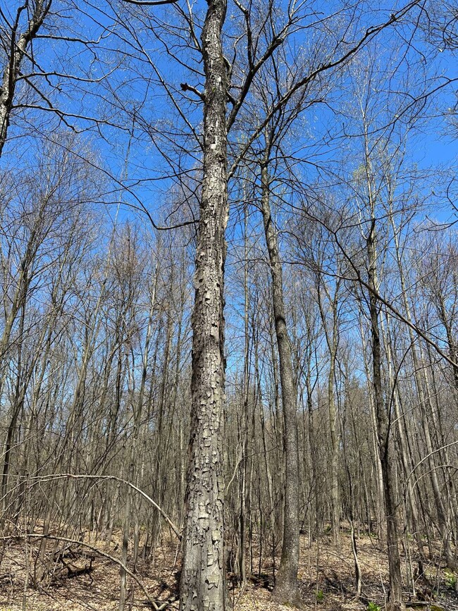 00WP Wemple Rd, Glenmont, NY 12077 - photo 6