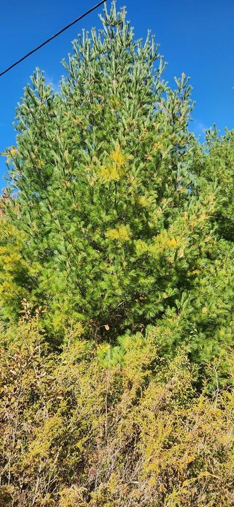 9448 Maple Grove Rd, Fish Creek, WI 54212 - photo 5