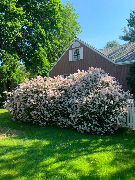 D Side of house Lilacs (Copy)