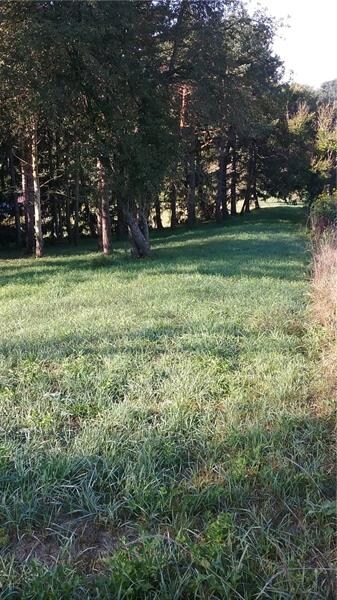 View from NW corner - west boundary line