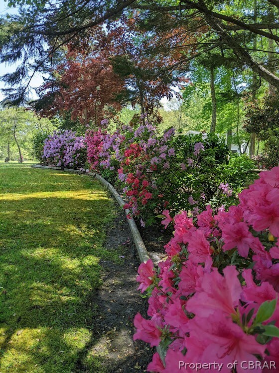 Gorgeous Azaleas!