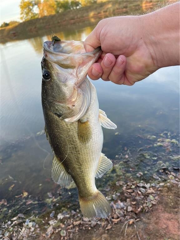 Fish from the partial Pond