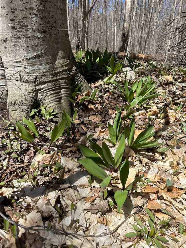 tbd W Side Dr, Beaver Island, MI 49782 - photo 5