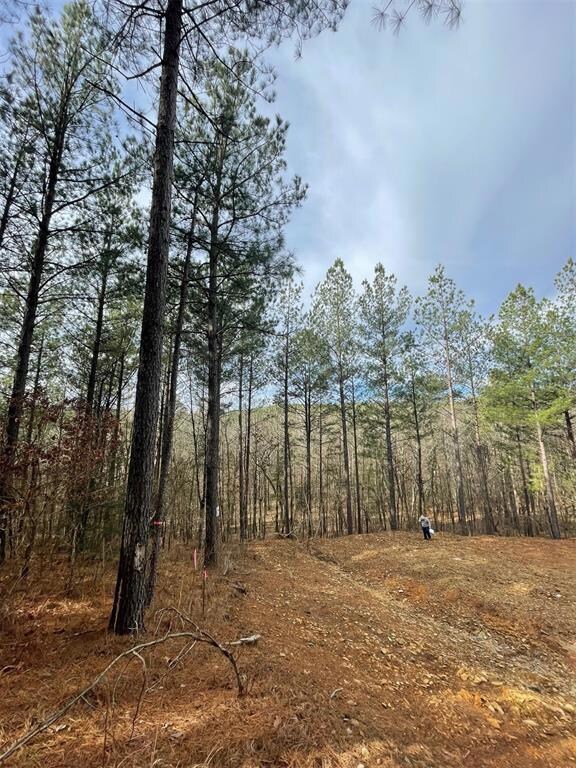 View of local wilderness