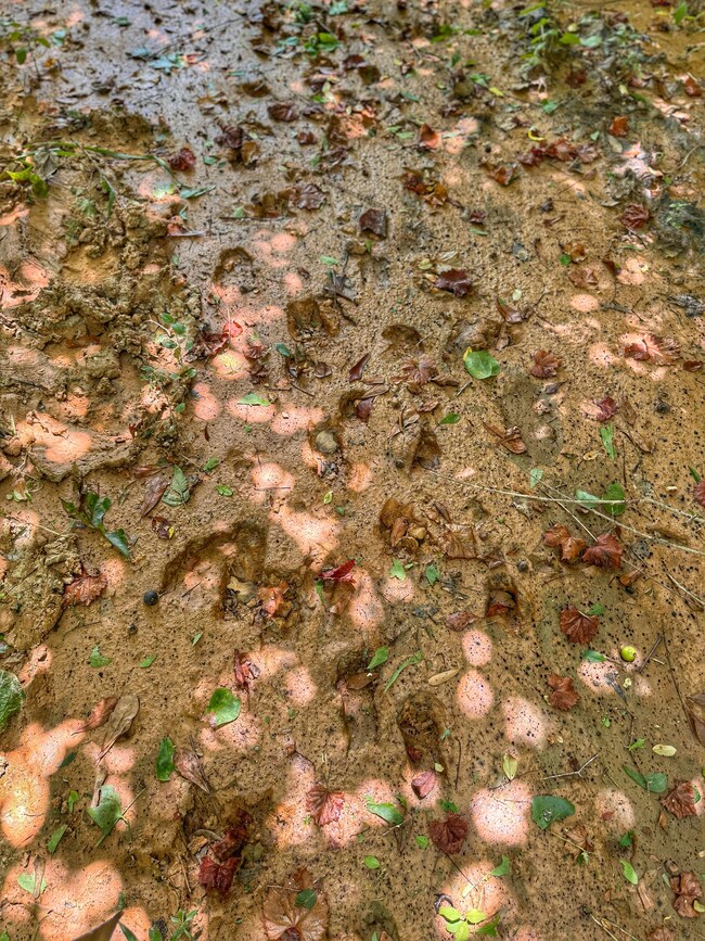 0 Smith Rd, Winfield, AL 35594 - photo 7