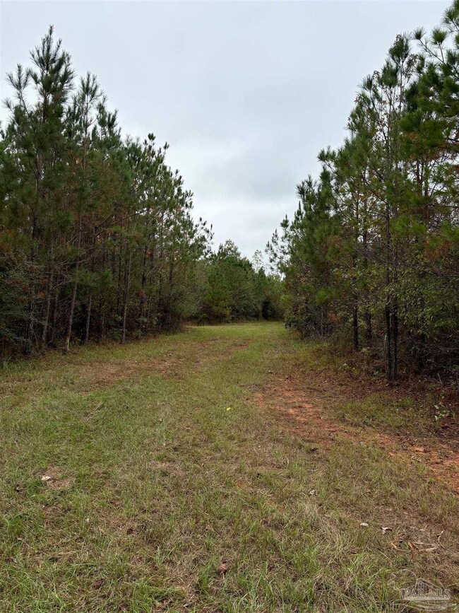 000 Apple Grove Rd, Vredenburgh, AL 36481 - photo 5