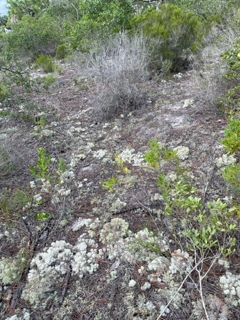 Reindeer Moss