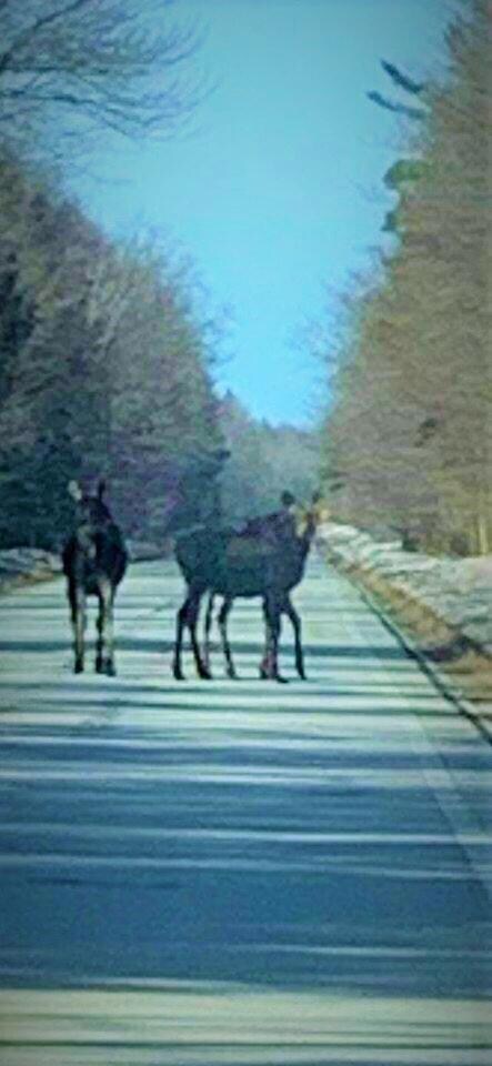 3 moose late april   REDONE
