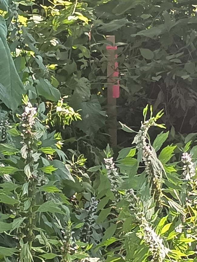 441 Myers St, Bucyrus, OH 44820 - photo 4