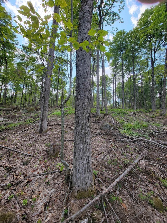 000 Severance Rd, Hillsboro, NH 03244 - photo 7