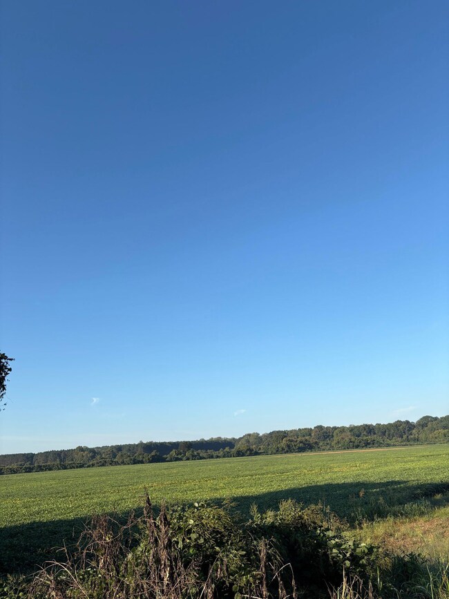 Brassfield Rd, Ecru, MS 38841 - photo 2