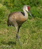 Wildlife at Harns Marsh