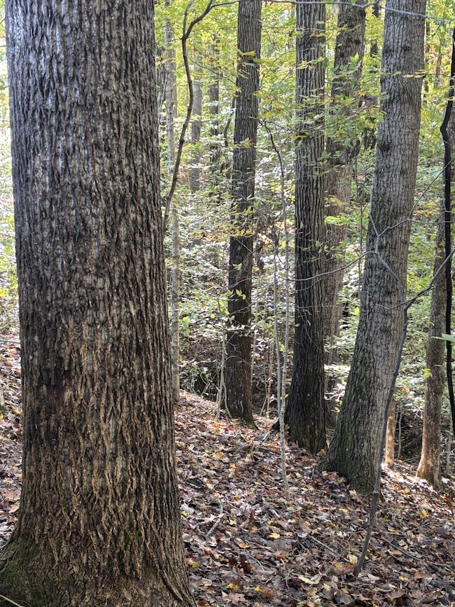 0 Collins Rd, Allons, TN 38541 - photo 6