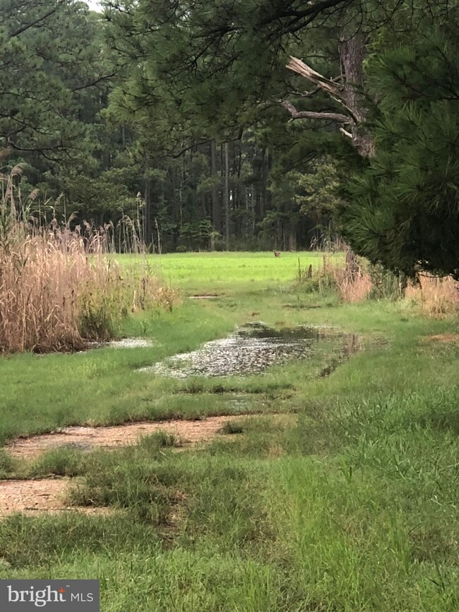 0 Toddville Rd unit 1002293242, Toddville, MD 21672 - photo 6