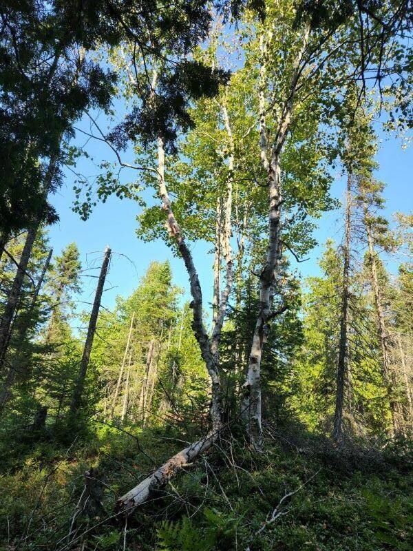birches