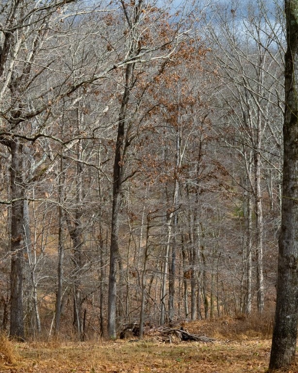 LOt 4 S Old Dutch, Prairie Creek, AR 72756 - photo 4