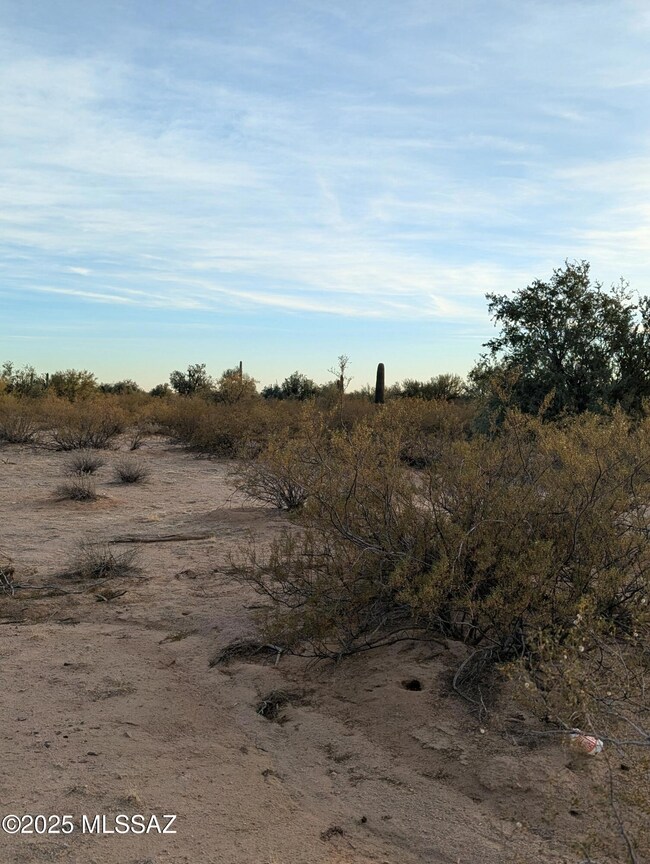 Vegetation
