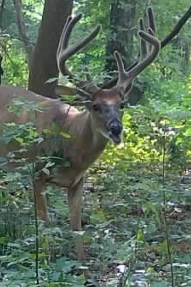 1156 Vernon Davis Ln, Hazlehurst, MS 39083 - photo 6