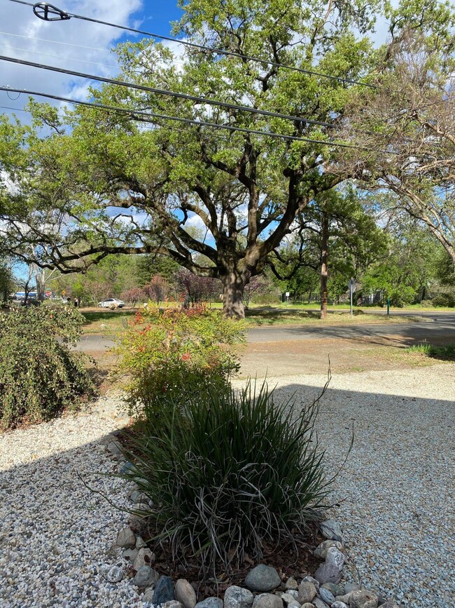 Surrounding oaks