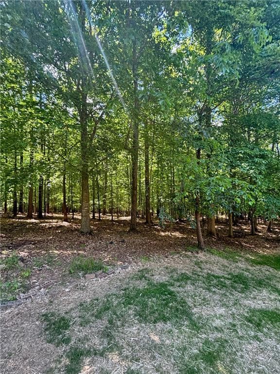View of wooded yard