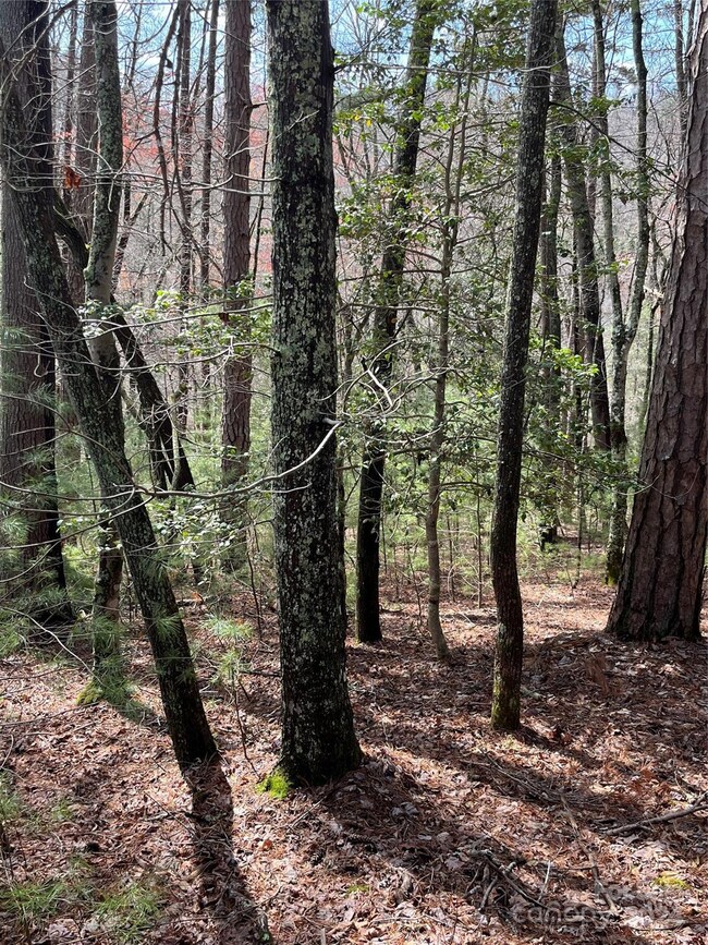 Beautiful view of woods below this house site, separates this lot from the Ashley Woods neighborhood next door.