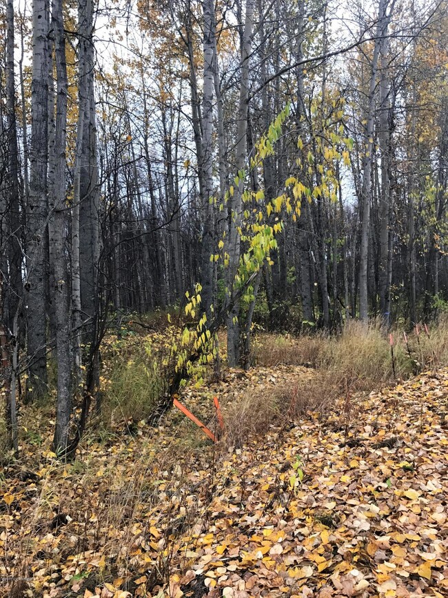 15600 Jupiter Ave, Lazy Mountain, AK 99645 - photo 7