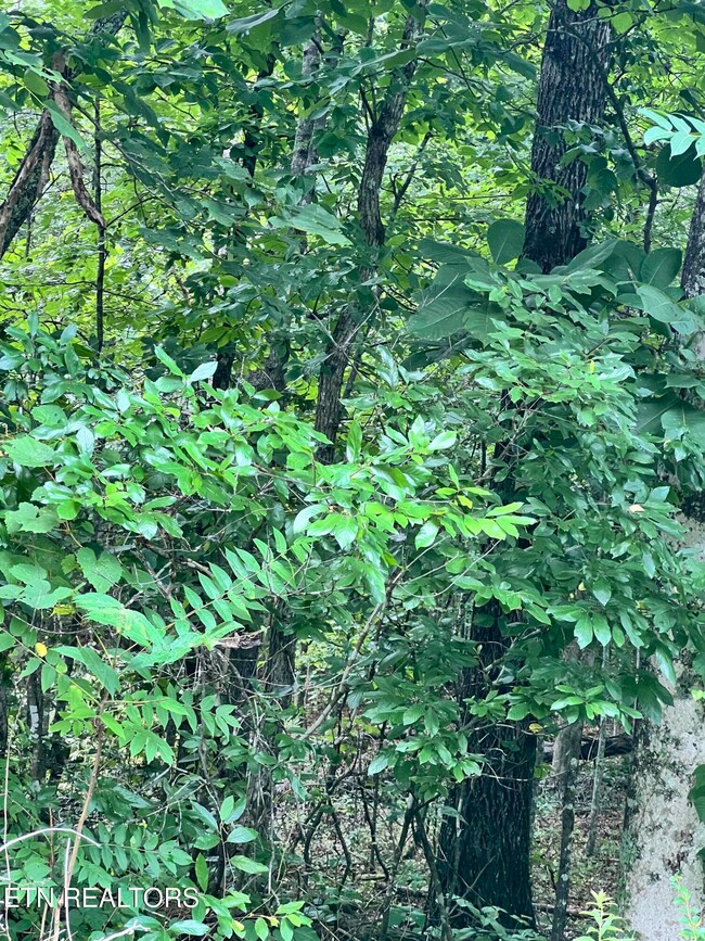 0 Wiley Prigmore Ln, Decatur, TN 37322 - photo 7