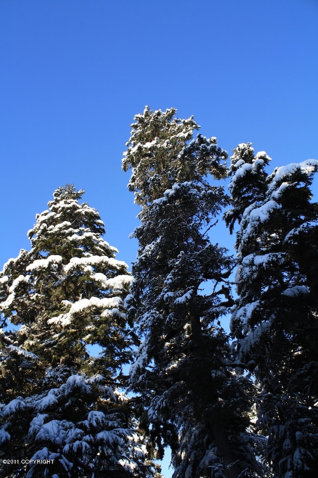 Spruce and Hemlock Trees