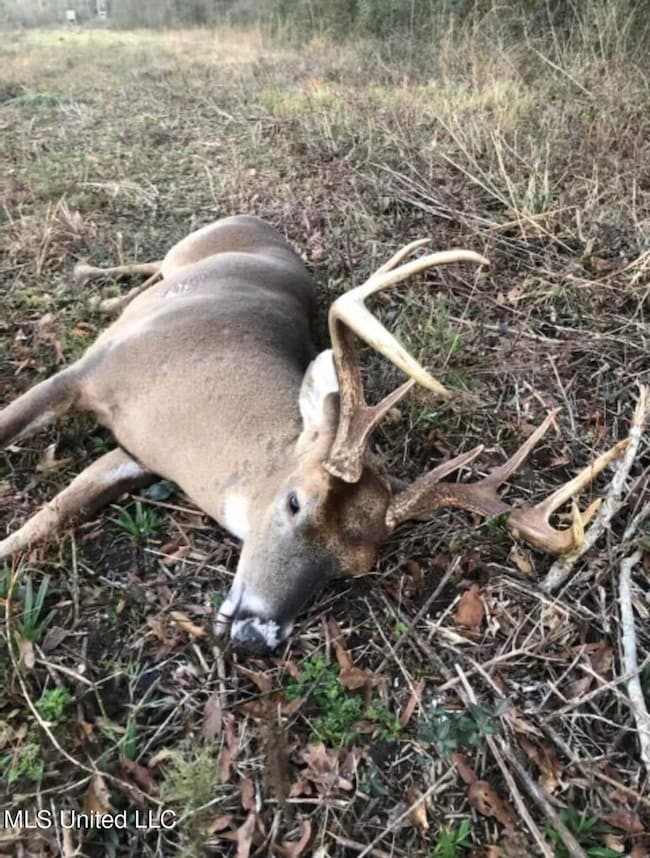 3032 Osyka Progress Rd, Osyka, MS 39657 - photo 6