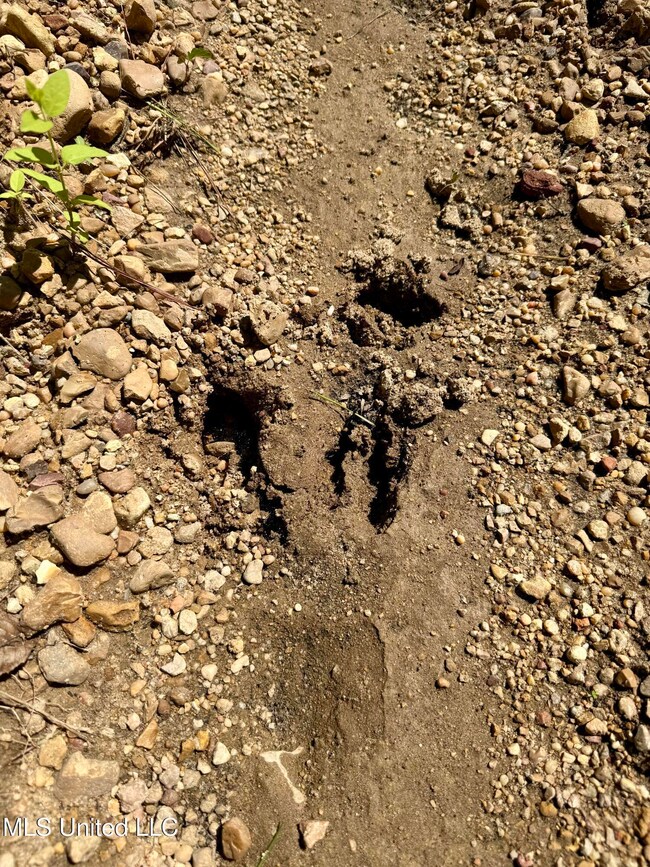 0 Broome Rd, Wesson, MS 39191 - photo 6