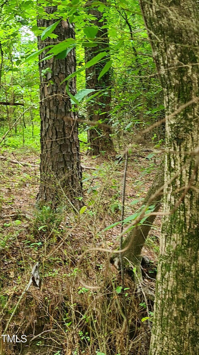 mature trees