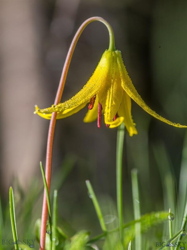 Lot 11 Towering Pines, Big Sky, MT 59716 - photo 5
