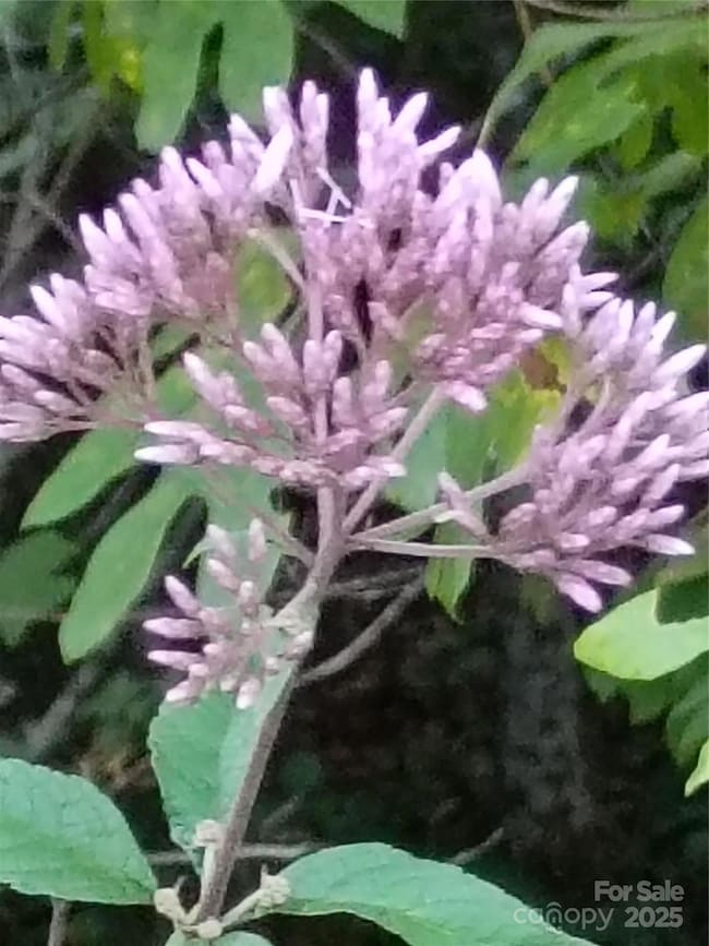 00 Toney Rd, Bostic, NC 28018 - photo 6