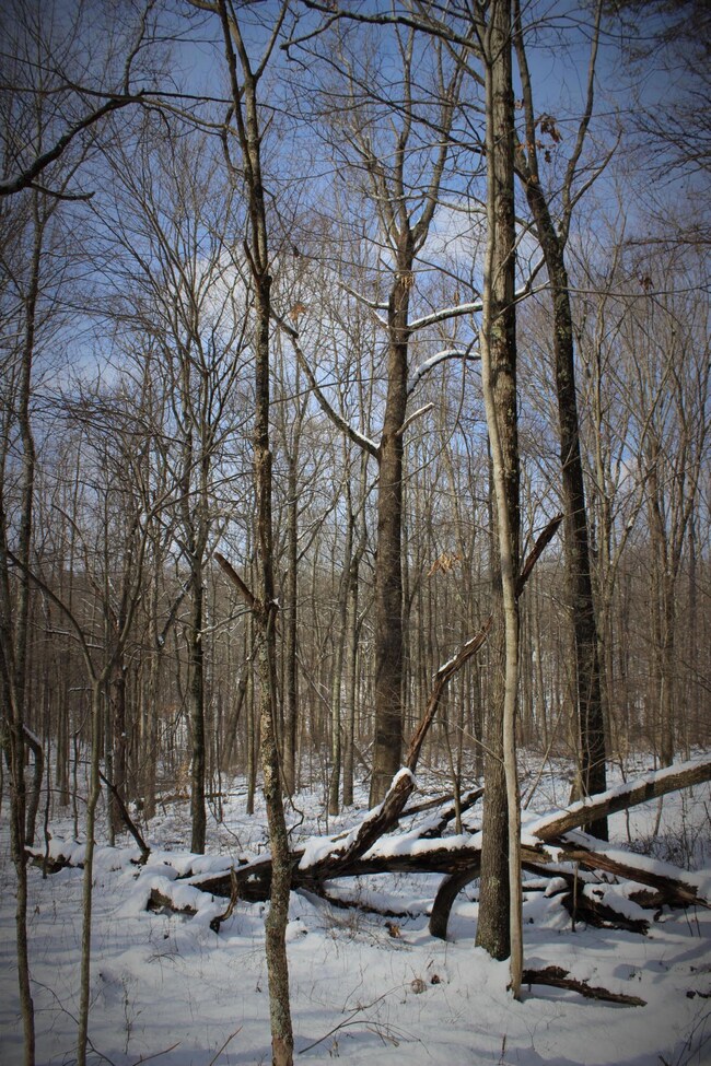 Big Hardwood Timber