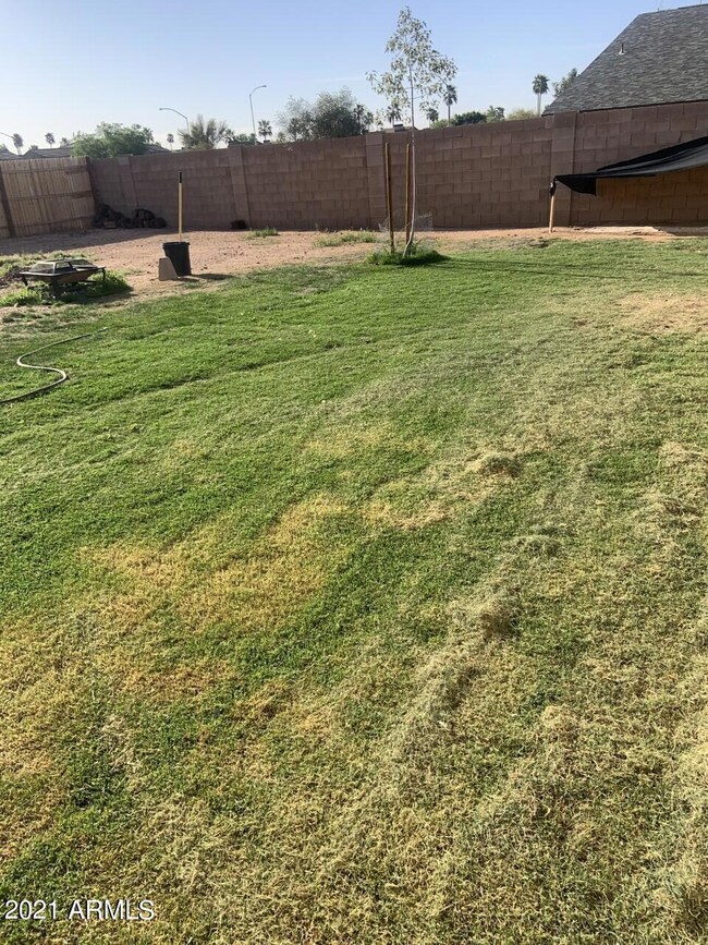 backyard 3
