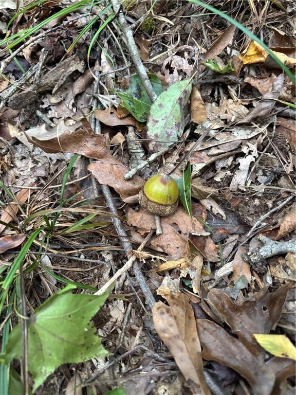 350 Walker Gravel Pit Rd, Dry Prong, LA 71423 - photo 6