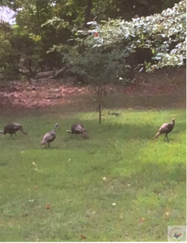 TBD Collier Rd, Lewisville, AR 71845 - photo 7