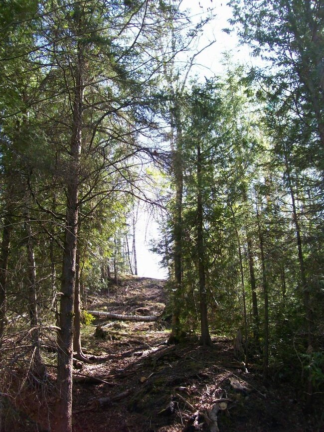 Nicely Wooded