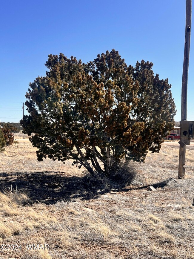 juniper