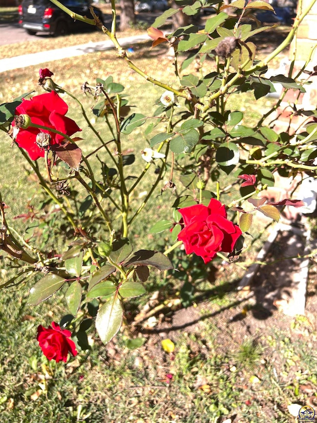 1620 SW Clay St, Topeka, KS 66604 - photo 3