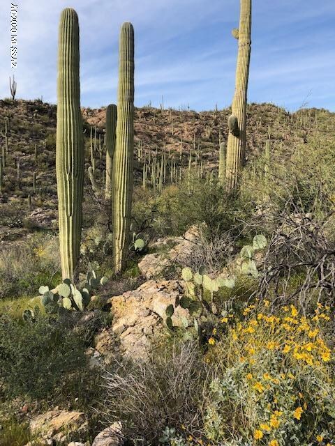 Saguaros EVERYWHERE!