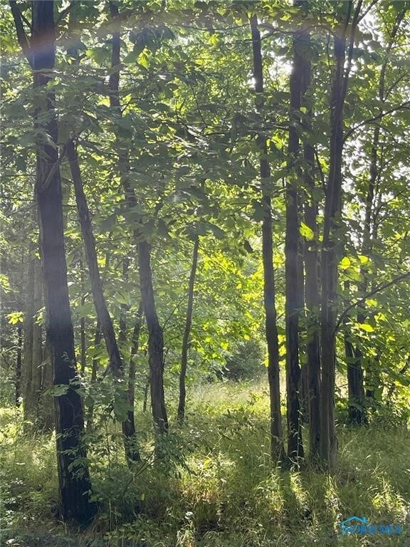 Mature Trees