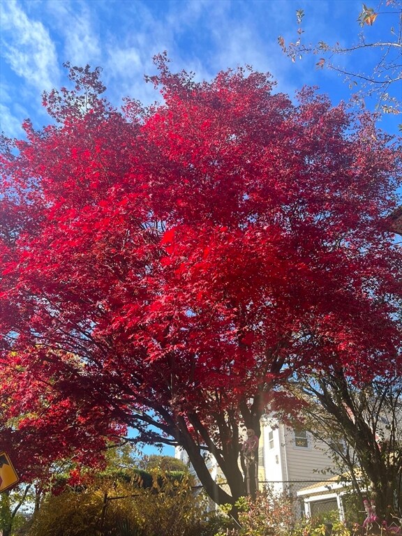 6 Arborough Rd unit 2, Roslindale, MA 02131 - photo 4