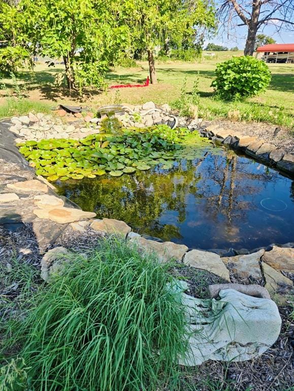 Koi pond