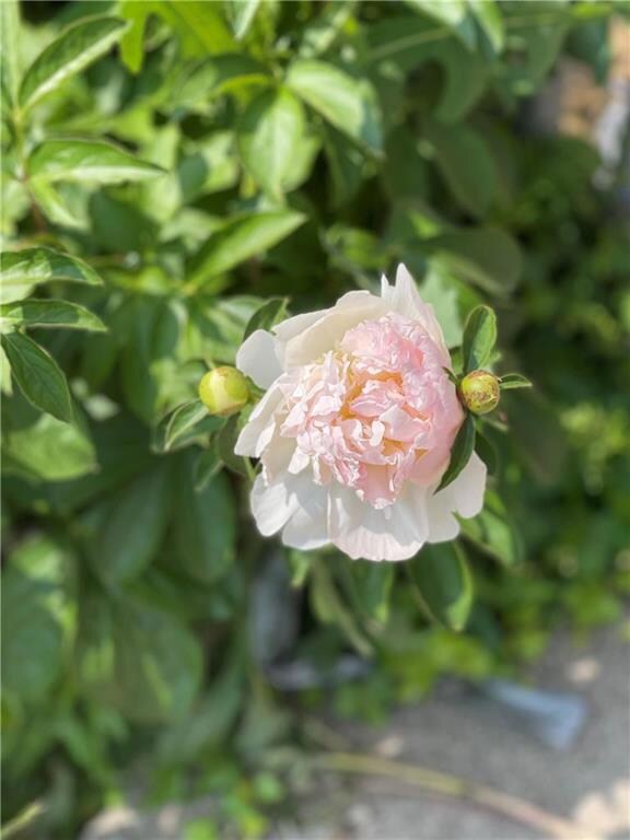 514-516 N 15th St, Allentown, PA 18102 - photo 3