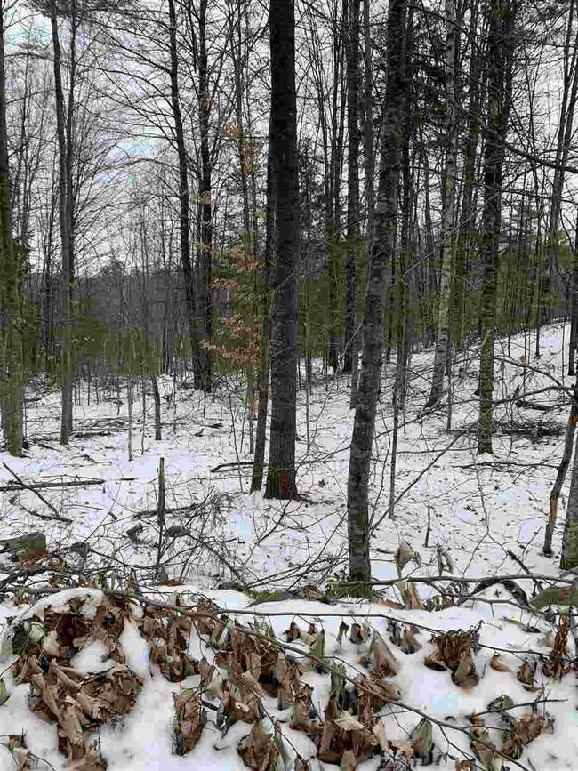 Lot 2 Cheever Rd, Wentworth, NH 03282 - photo 4