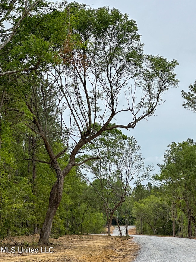 Main Road Showing Oak Trees